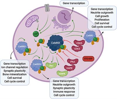 Interplay Between Calcium and AMPK Signaling in Human Cytomegalovirus Infection